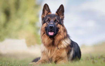 Top 10 Most Energetic Dog Breeds