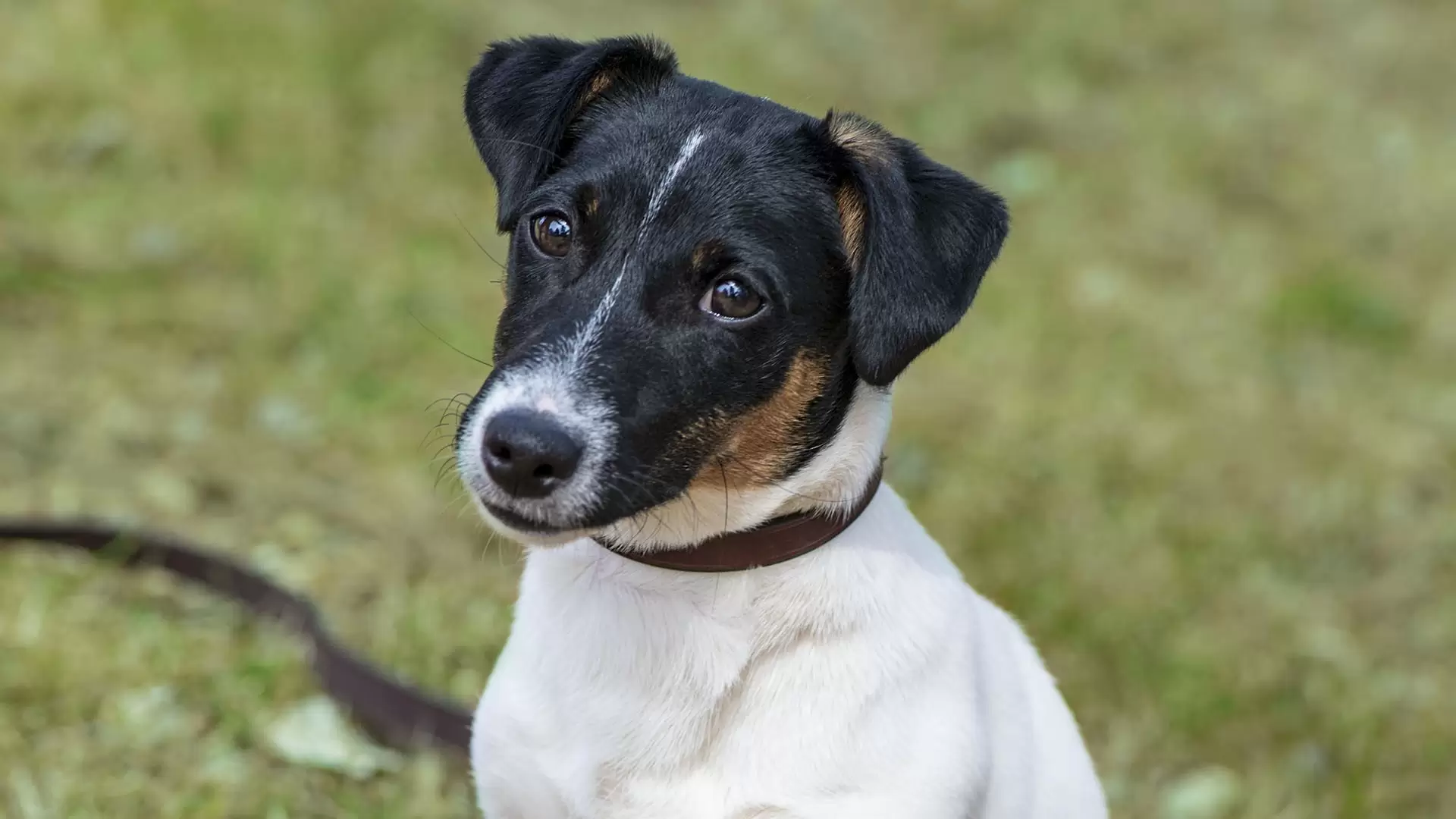 Jack Russell Terrier