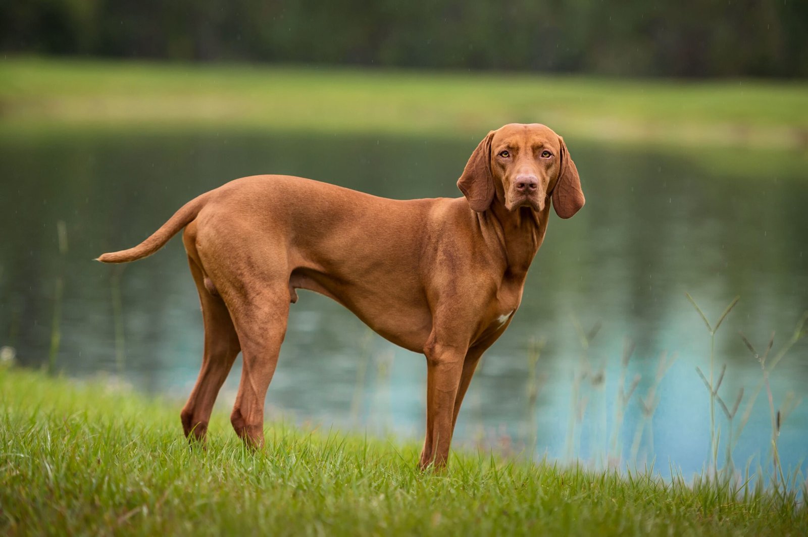 Vizsla