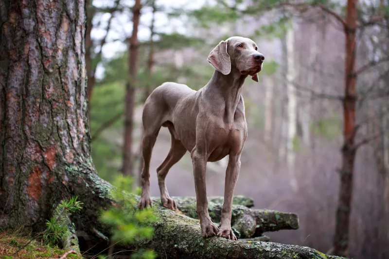 Weimaraner