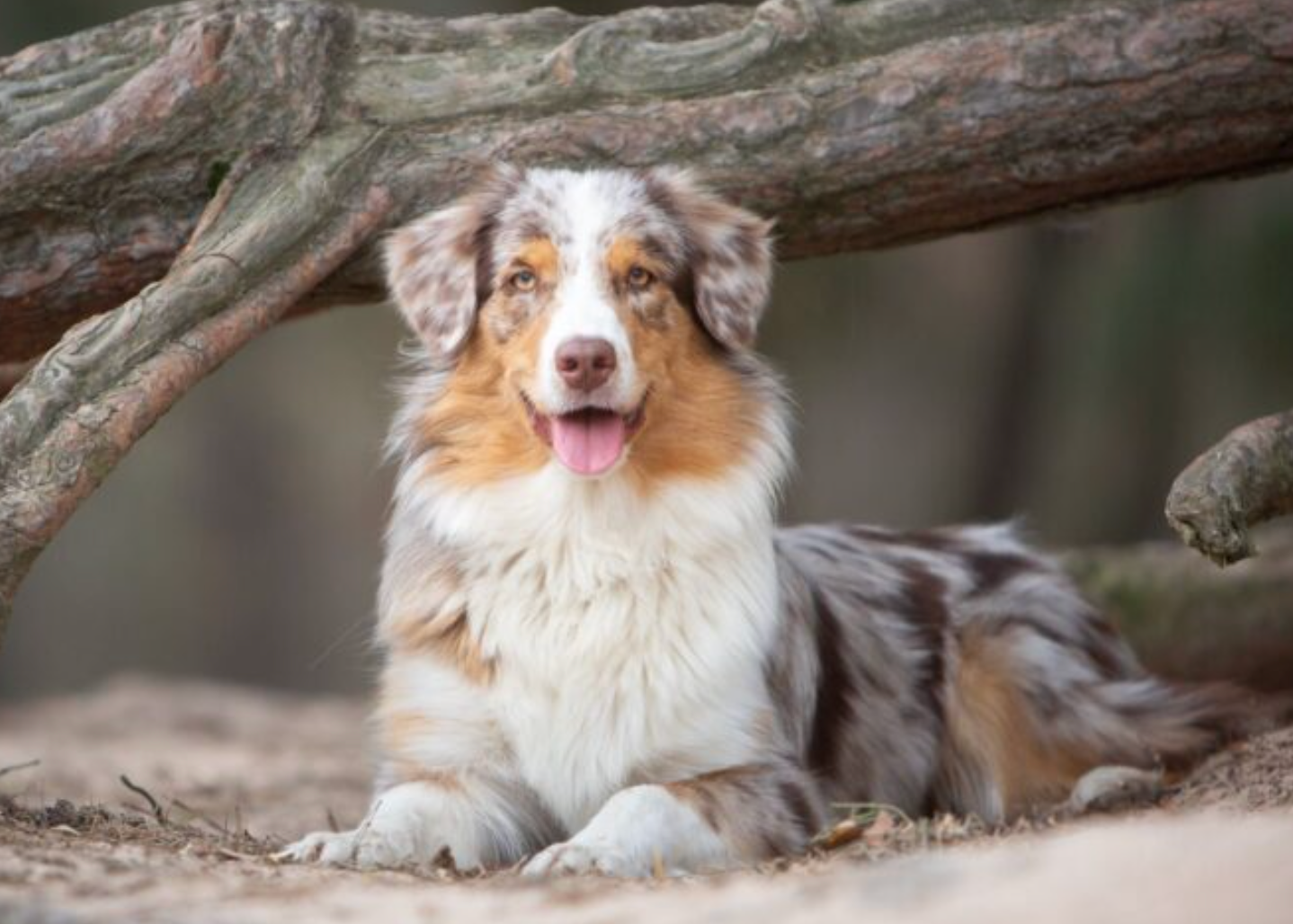 australian shepard