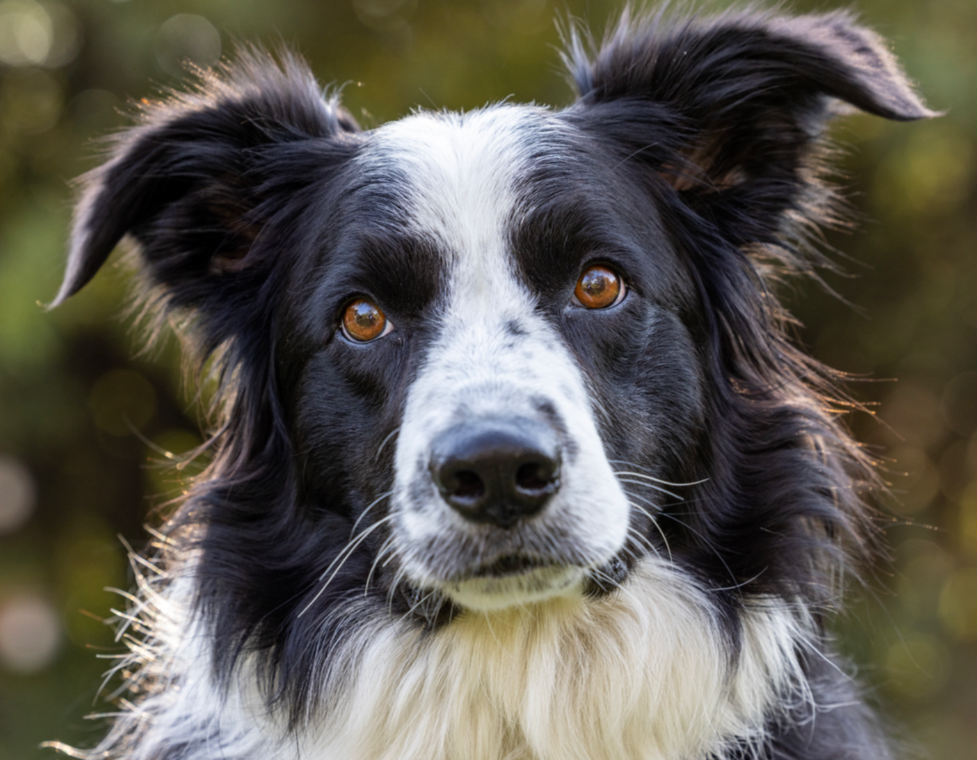 border collie