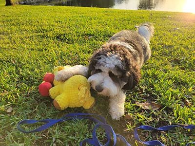 dog-boarding-in-cedar-park-tx dog boarding in Cedar Park TX