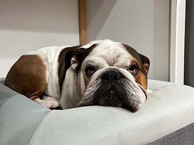 dog-boarding-in-georgetown-tx dog boarding in Georgetown TX