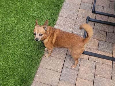 dog boarding in Leander TX