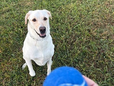 hourly-pet-sitting-in-austin-tx hourly pet sitting in Austin TX