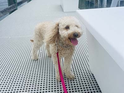 hourly-pet-sitting-in-georgetown-tx hourly pet sitting in Georgetown TX