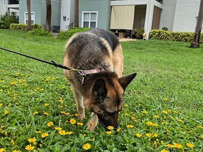 hourly pet sitting in Lago Vista TX