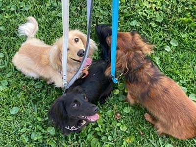 hourly pet sitting in Leander TX