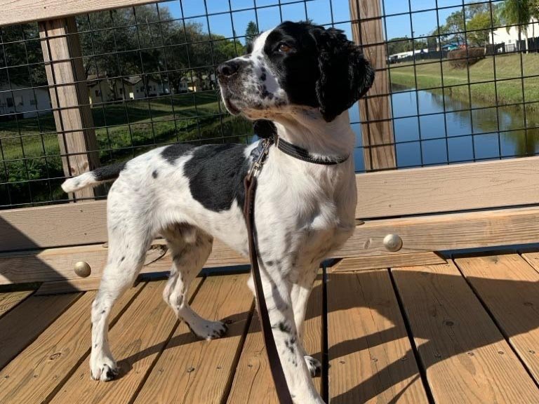 house-sitting-in-austin-tx house sitting in Austin TX