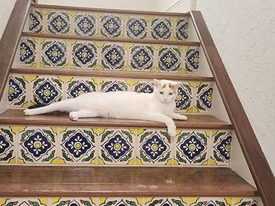 house-sitting-in-cedar-park-tx house sitting in Cedar Park TX