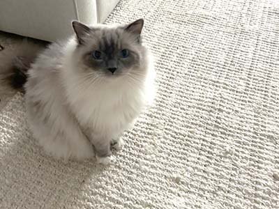 house sitting in Lago Vista TX