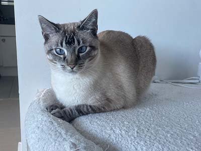 hourly pet sitting in Leander TX