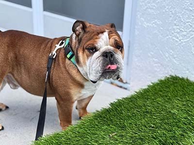 overnight-pet-sitting-in-georgetown-tx overnight pet sitting in Georgetown TX