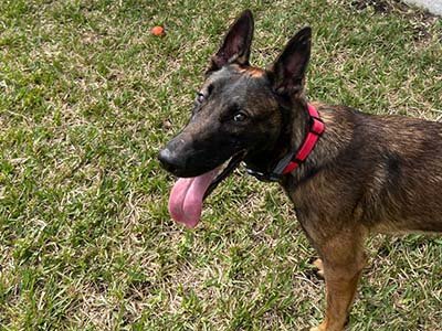 overnight pet sitting in Leander TX