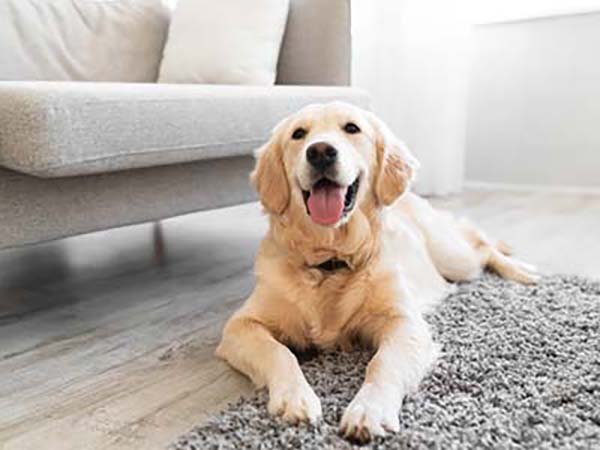 pet-sitting-in-cedar-park-tx pet sitting in Cedar Park TX