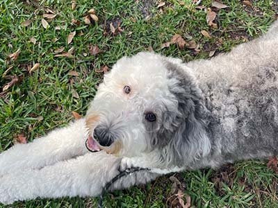 pet-sitting-in-georgetown-tx pet sitting in Georgetown TX