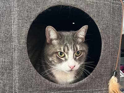 pet sitting in Lago Vista TX