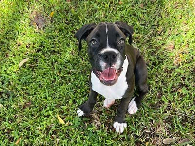 pet sitting in Leander TX