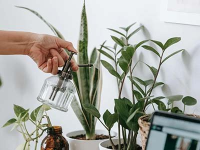 pet-taxi-in-cedar-park-tx pet taxi in Cedar Park TX