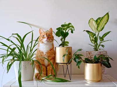 pet-taxi-in-georgetown-tx pet taxi in Georgetown TX