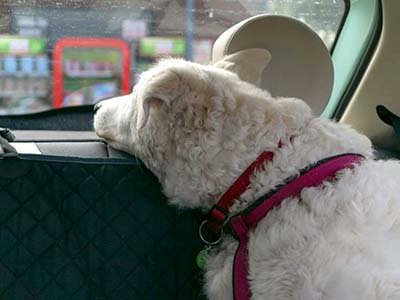 pet taxi in Leander TX