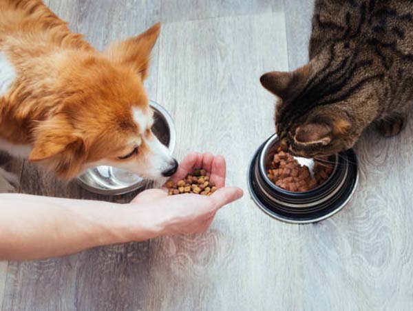 pet visits in Lago Vista TX